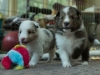 Lucy's puppies at four weeks.