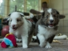 Lucy's puppies at four weeks.