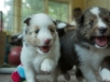 Lucy's puppies at four weeks.