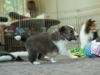 Lucy's puppies at four weeks.