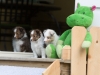 Lucy's puppies at five weeks.