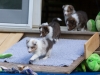 Lucy's puppies at five weeks.