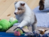 Lucy's puppies at five weeks.