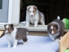 Lucy's puppies at five weeks.