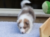 Lucy's puppies at five weeks.