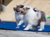Lucy's puppies at five weeks.