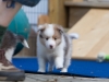 Lucy's puppies at five weeks.