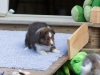 Lucy's puppies at five weeks.