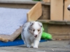 Lucy's puppies at five weeks.