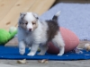 Lucy's puppies at five weeks.