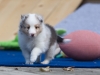 Lucy's puppies at five weeks.