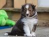 Lucy's puppies at five weeks.