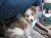 Lucy's puppies at five weeks.