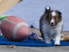 Lucy's puppies at five weeks.