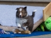 Lucy's puppies at five weeks.