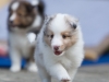 Lucy's puppies at five weeks.