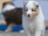 Lucy's puppies at five weeks.