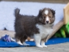 Lucy's puppies at five weeks.
