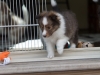 Minolta, female at six weeks.