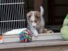 Cambo, male, at six weeks.