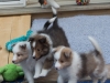 Lucy's puppies at six weeks.