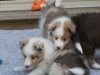 Leica and Cambo, Males at six weeks.