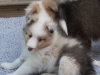 Leica and Cambo, Males at six weeks.