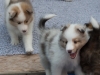 Leica and Cambo, Males at six weeks.