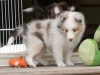 Leica, Male at six weeks.