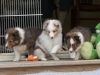 Argus, Leica and Minolta at six weeks.