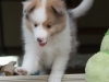 Cambo, male, at six weeks.