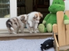 Leica and Camob, males at six weeks.
