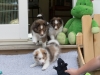 Cambo, Argus and Minolta at six weeks.