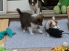 Argus and Cambo, males, six weeks.