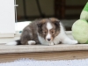 Minolta, female at six weeks.