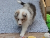 Leica, male at six weeks