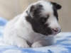 Drumlin Puppy, 3 weeks, female.