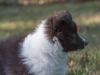 Jacques, 7 weeks old.