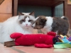 2014-12-20_Ben_and_Jerry-138