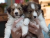 2014-12-20_Ben_and_Jerry-185