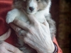 Ben, Male 6 weeks old
