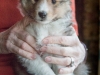 Jerry, male 6 weeks old
