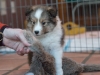 Ben, Male 6 weeks old
