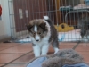 Ben, Male 6 weeks old