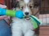 Jerry, male 6 weeks old