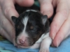 20150117-Drumlin_Shelties-001