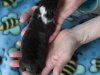 20150117-Drumlin_Shelties-002