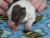20150117-Drumlin_Shelties-003