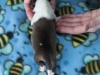 20150117-Drumlin_Shelties-004
