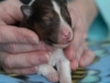 20150117-Drumlin_Shelties-005